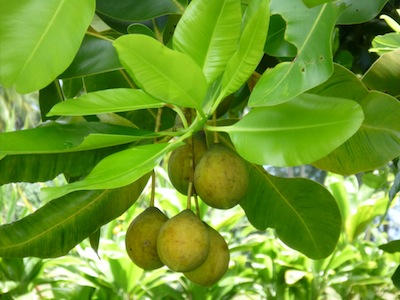 Calophyllum inophyllum