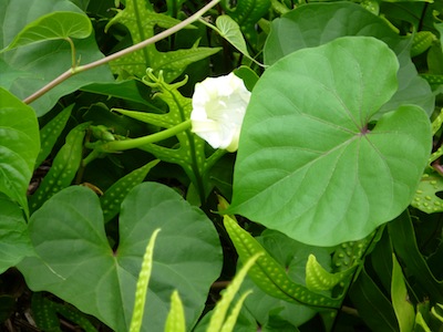 Ipomoea indica