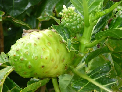 Morinda citrifolia