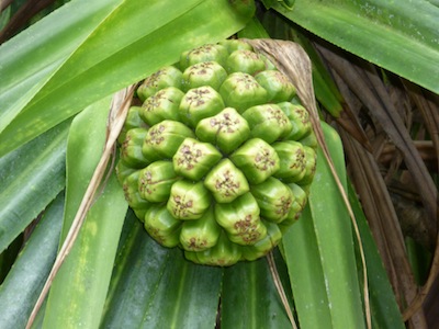 Pandanus tectoria