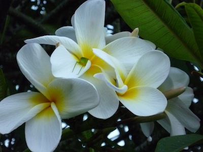 Plumeria rubra