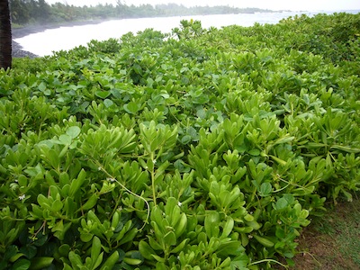 Scaevola sericea