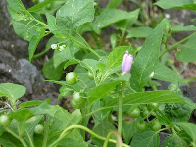 Solanum americanum